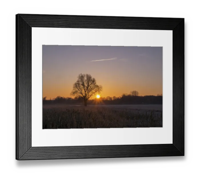 Framed Print : A single tree in a field at sunrise