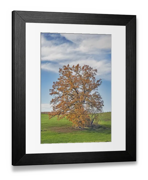 Framed Print : Blue cloudy sky and autumnal oak (Quercus) Framed Print : Blue cloudy sky and autumnal oak (Quercus)
