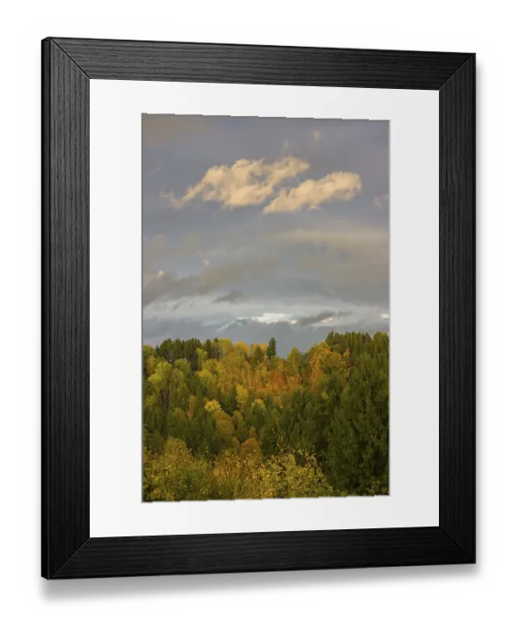 Framed Print : Autumnal forest in late afternoon light Framed Print : Autumnal forest in late afternoon light