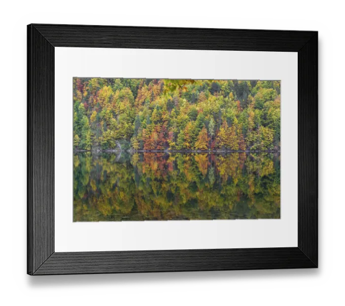 Framed Print : Lake Toplitz, forest in full autumn colors Framed Print : Lake Toplitz, forest in full autumn colors