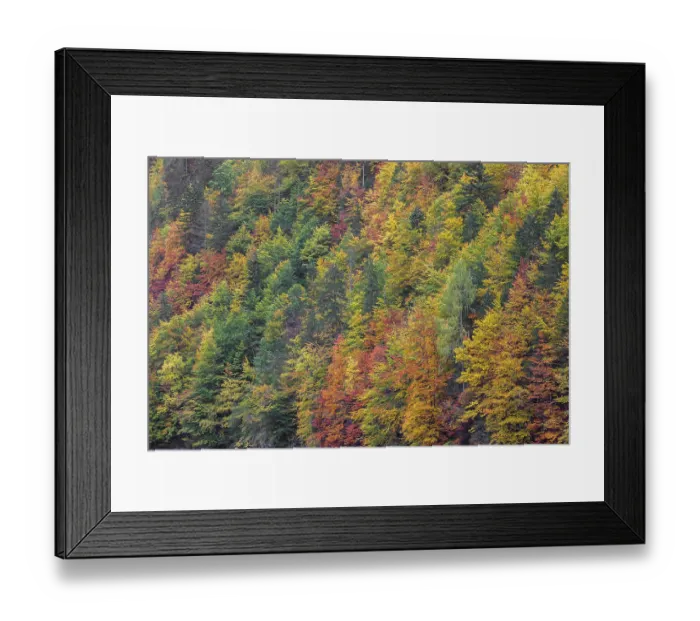 Framed Print : Lake Toplitz, forest in full autumn colors