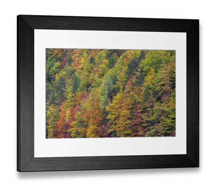 Framed Print : Lake Toplitz, forest in full autumn colors