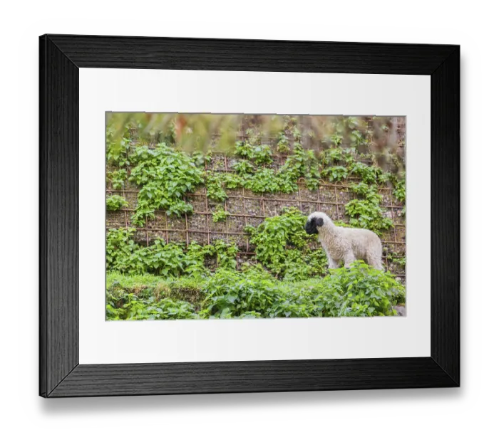 Framed Print : A Valais Blacknose sheep lamb (Avis Aries) stands on a pasture on hilly ground Framed Print : A Valais Blacknose sheep lamb (Avis Aries) stands on a pasture on hilly ground
