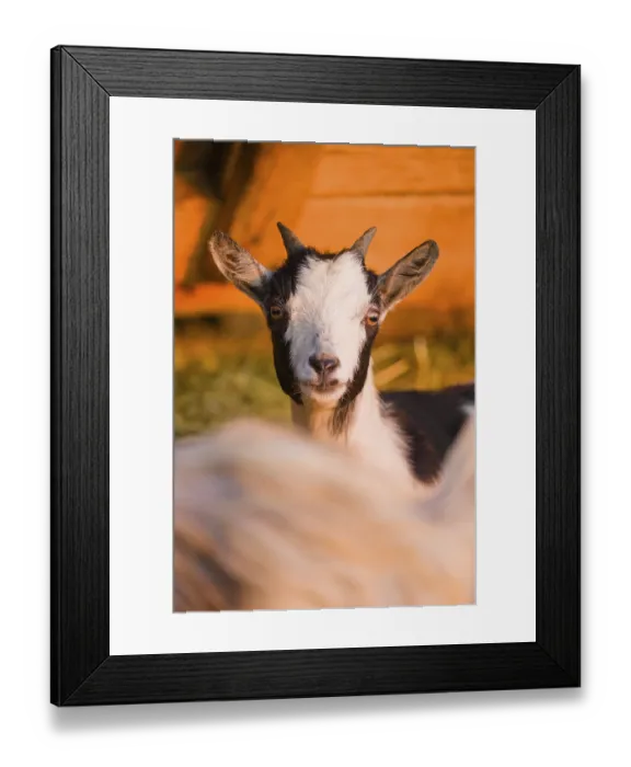 Framed Print : An African Pygmy goat Capra aegagrus hircus) stands in front of a stable in the first light of the day Framed Print : An African Pygmy goat Capra aegagrus hircus) stands in front of a stable in the first light of the day