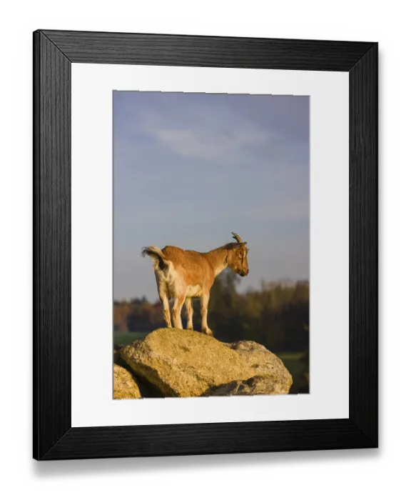 Framed Print : An African Pygmy goat Capra aegagrus hircus) stands on top of a rock