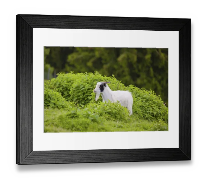 Framed Print : One white African Pygmy goat Capra aegagrus hircus) stands in stinging nettles