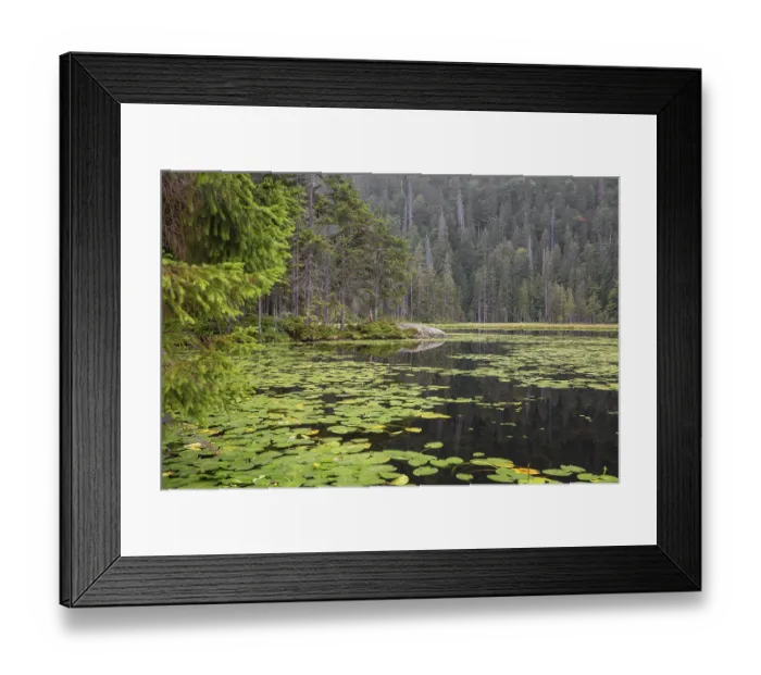 Framed Print : Lake GroBer Arbersee in sumer Framed Print : Lake GroBer Arbersee in sumer