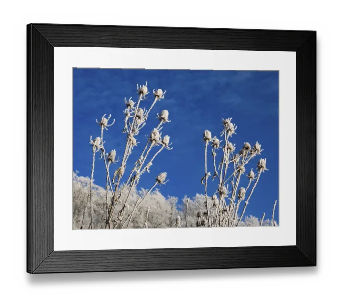 Framed Print : Wild teasel (Dipsacus fullonum) Framed Print : Wild teasel (Dipsacus fullonum)