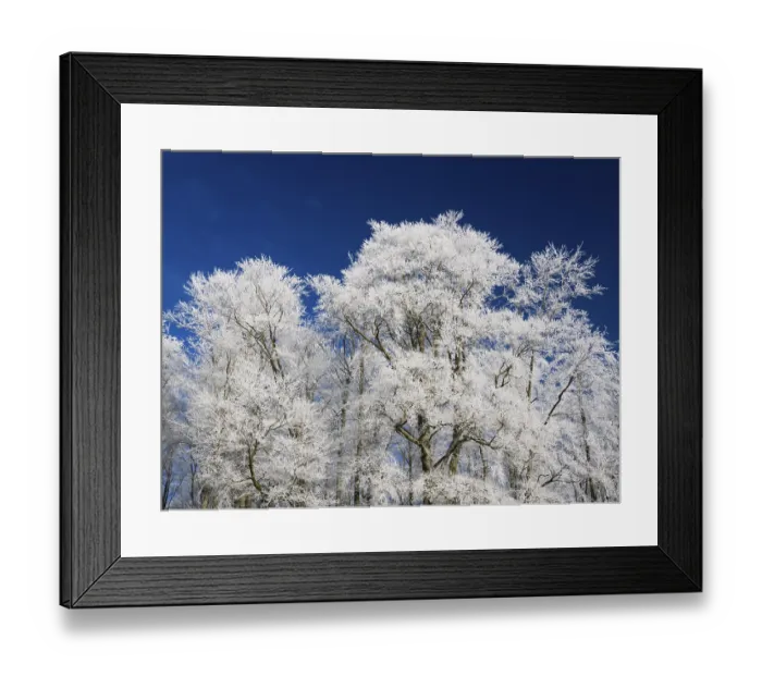 Framed Print : Beech woodland (Fagus sylvatica)