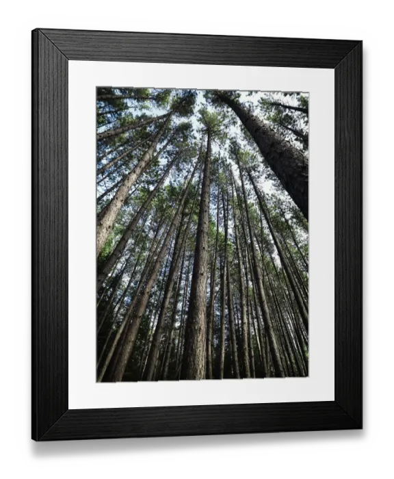 Framed Print : Artistic abstract image of tall pine tree forest