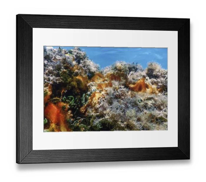 Framed Print : Underwater landscape reef with algae