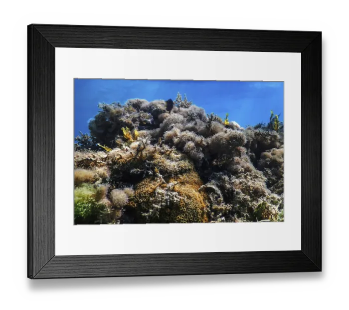 Framed Print : Underwater landscape reef with algae Framed Print : Underwater landscape reef with algae