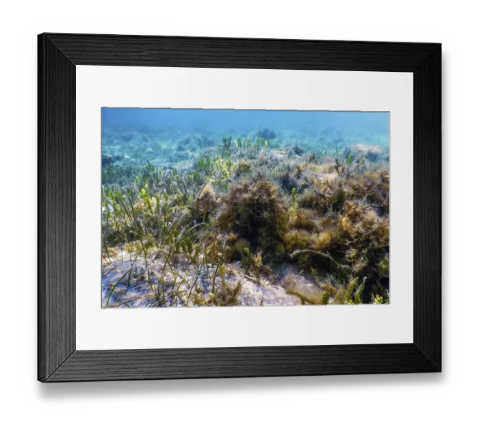 Framed Print : Underwater landscape reef with algae Framed Print : Underwater landscape reef with algae