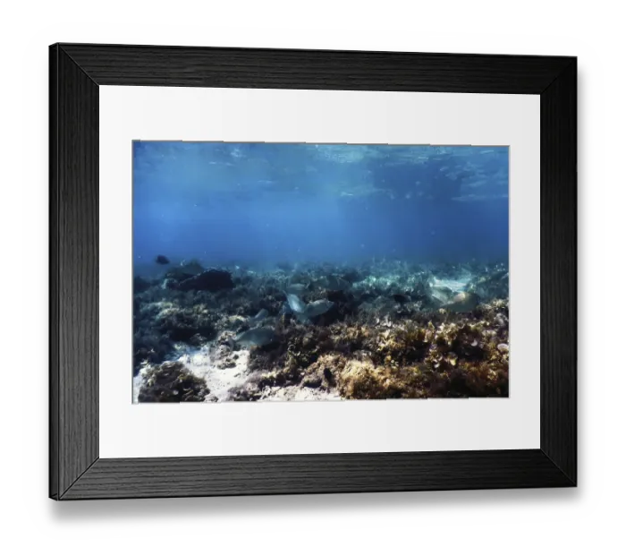Framed Print : Underwater landscape reef with algae