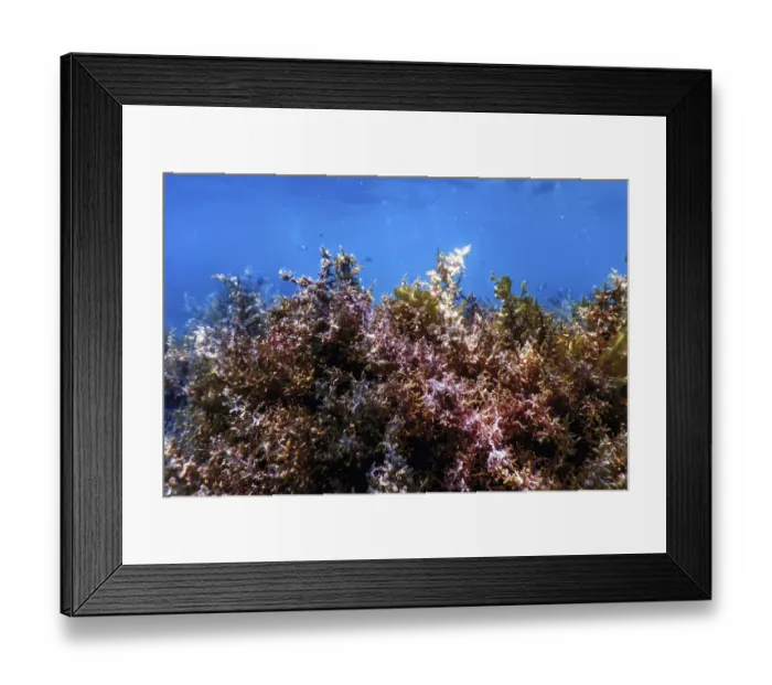 Framed Print : Seaweed, Seaweed Underwater, Seaweed Shallow Water near surface