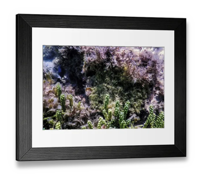 Framed Print : Underwater landscape reef with algae