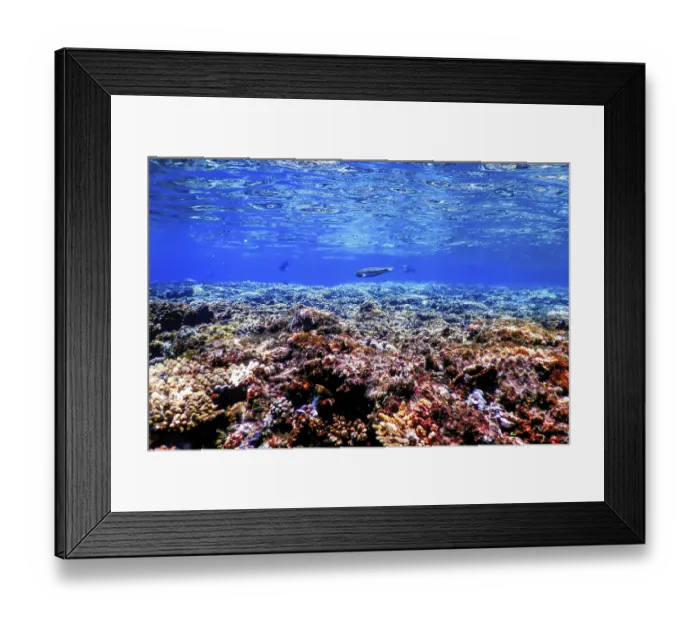 Framed Print : Underwater view of the coral reef