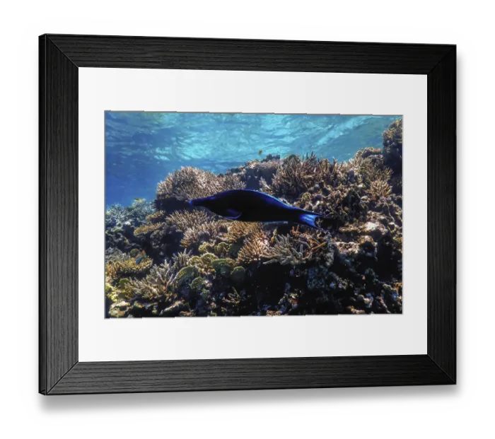 Framed Print : Underwater view of the coral reef Framed Print : Underwater view of the coral reef