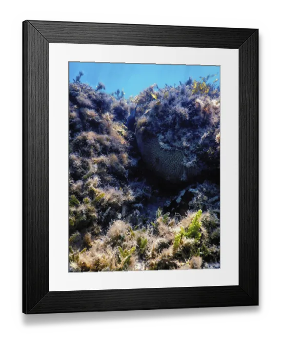 Framed Print : Underwater landscape reef with algae Framed Print : Underwater landscape reef with algae