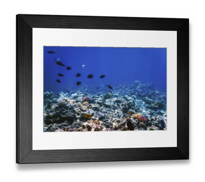 Framed Print : Underwater view of the coral reef Framed Print : Underwater view of the coral reef
