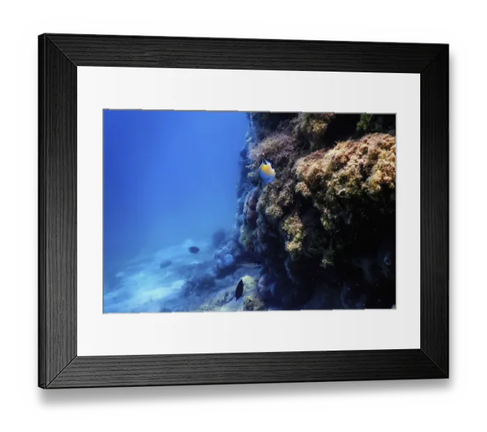 Framed Print : Underwater landscape reef with algae