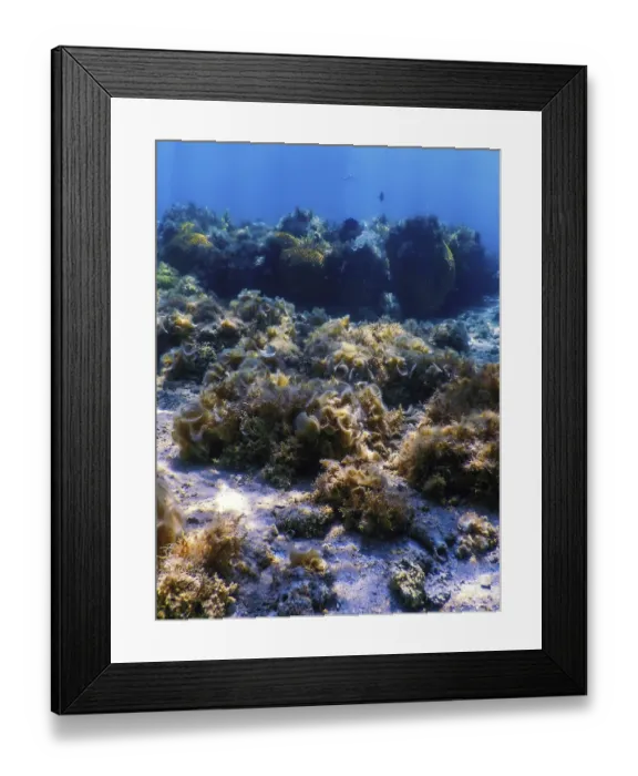 Framed Print : Underwater landscape reef with algae