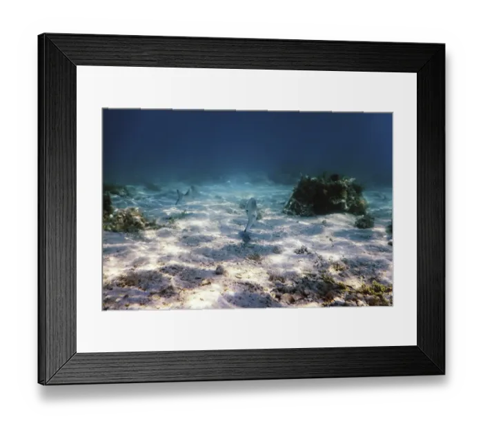 Framed Print : Sandy sea bottom Marine life, Underwater background