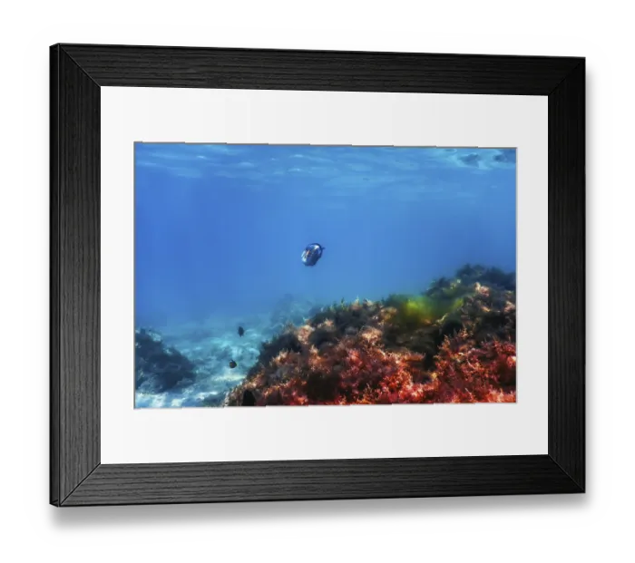 Framed Print : Underwater landscape reef with algae Framed Print : Underwater landscape reef with algae