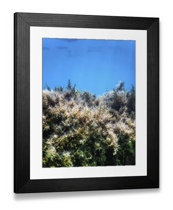 Framed Print : Seaweed, Seaweed Underwater, Seaweed Shallow Water near surface