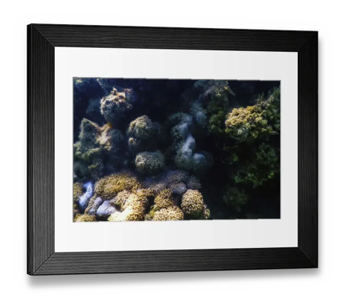 Framed Print : Underwater landscape reef with algae