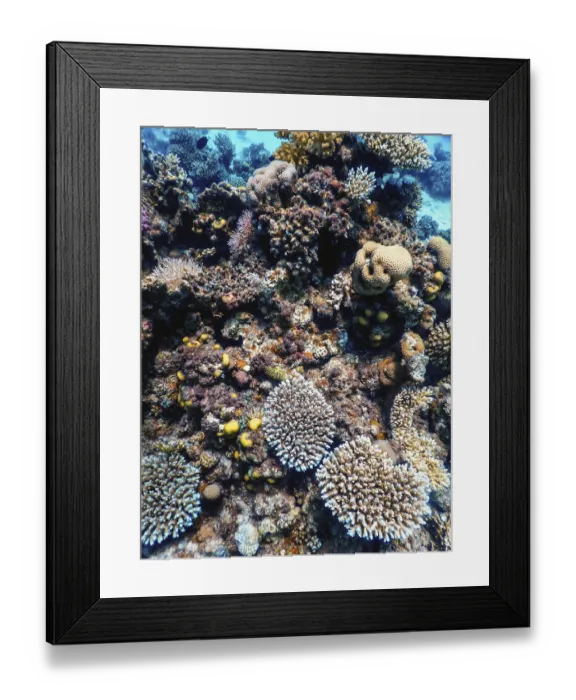 Framed Print : Underwater view of the coral reef