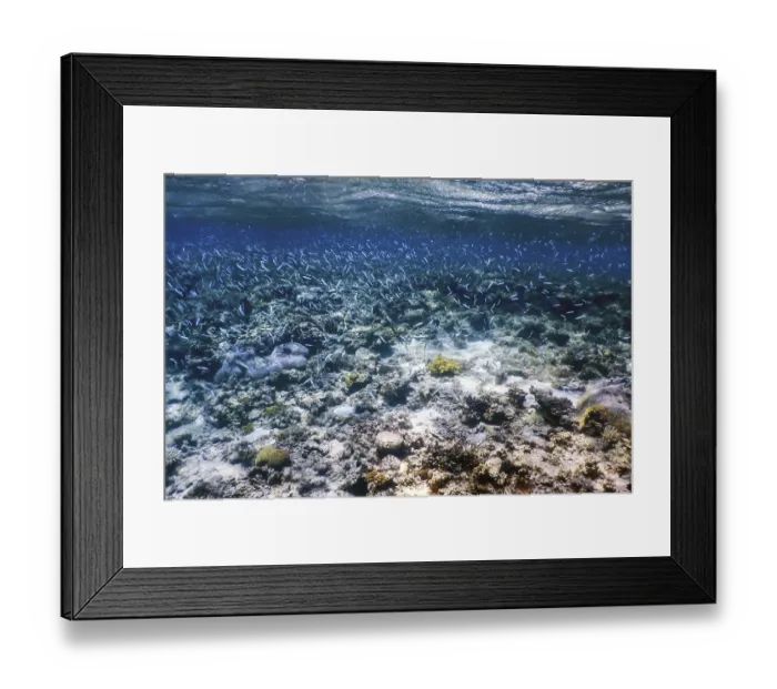 Framed Print : Underwater landscape reef with algae Framed Print : Underwater landscape reef with algae