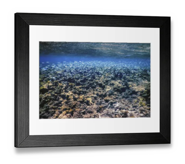 Framed Print : Underwater landscape reef with algae Framed Print : Underwater landscape reef with algae