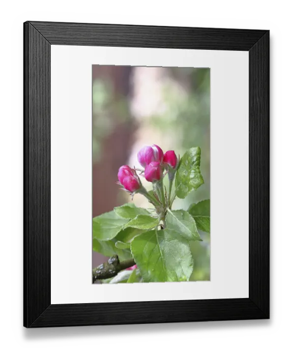Framed Print : Apple blossoms (Malus), red still closed blossoms and white opened blossom with bokeh in the background Framed Print : Apple blossoms (Malus), red still closed blossoms and white opened blossom with bokeh in the background