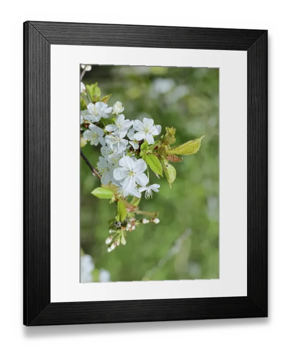 Framed Print : Cherry blossoms (Prunus avium) Framed Print : Cherry blossoms (Prunus avium)