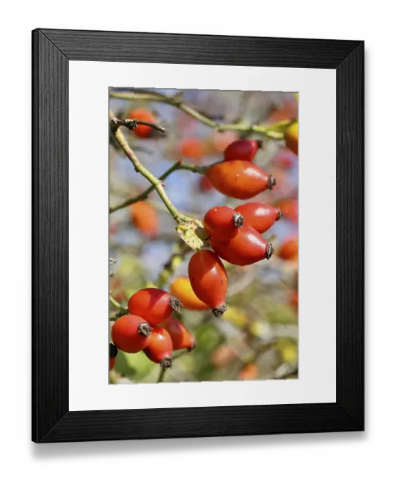 Framed Print : Ripe rosehip fruit of the dog rose (Rosa canina) on a branch