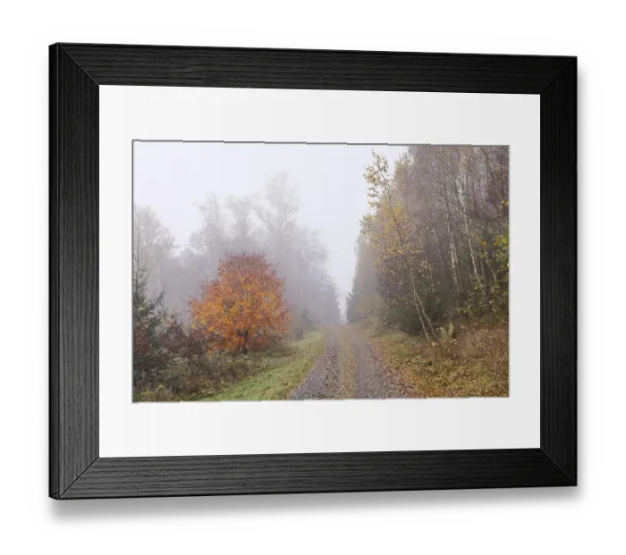 Framed Print : Forest path through an autumn coloured forest in the fog