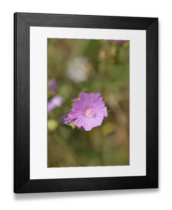 Framed Print : Mallow, musk mallow (Malva moschata)
