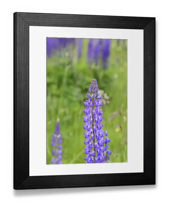 Framed Print : Large-leaved lupin, also known as perennial lupin (Lupinus polyphyllus) Framed Print : Large-leaved lupin, also known as perennial lupin (Lupinus polyphyllus)