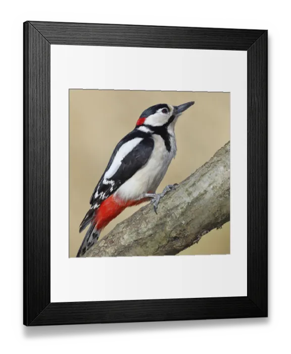 Framed Print : Great spotted woodpecker (Dendrocopos major)