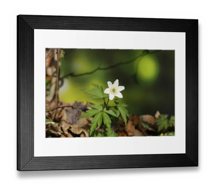 Framed Print : Wood anemone (Anemone nemorosa)