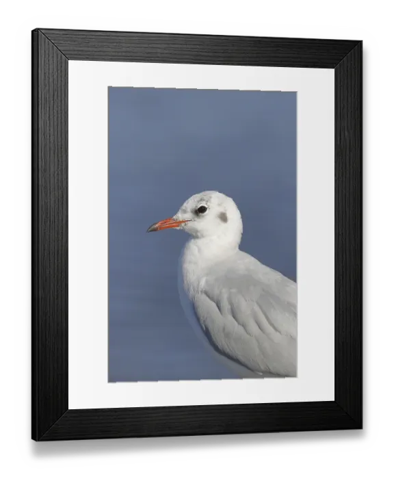 Framed Print : Black-headed Black-headed Gull (Chroicocephalus ridibundus)