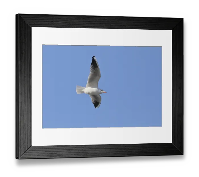 Framed Print : Black-headed Black-headed Gull (Chroicocephalus ridibundus)