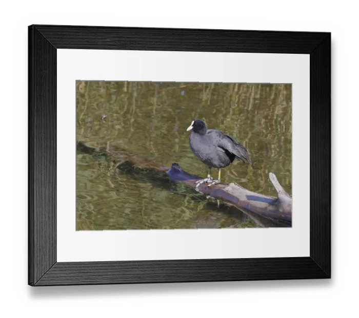 Framed Print : Eurasian Coot, coot rail, (Fulica atra)