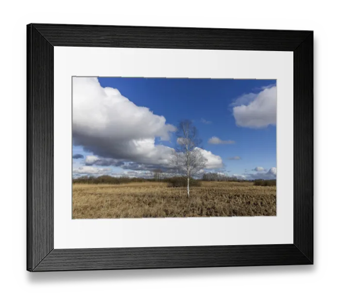 Framed Print : Birch, reeds and moor landscape