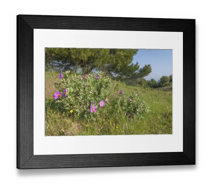 Framed Print : A bunch of purple flowers grows in a field Framed Print : A bunch of purple flowers grows in a field