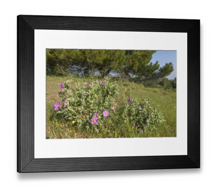 Framed Print : A bunch of purple flowers grows in a field