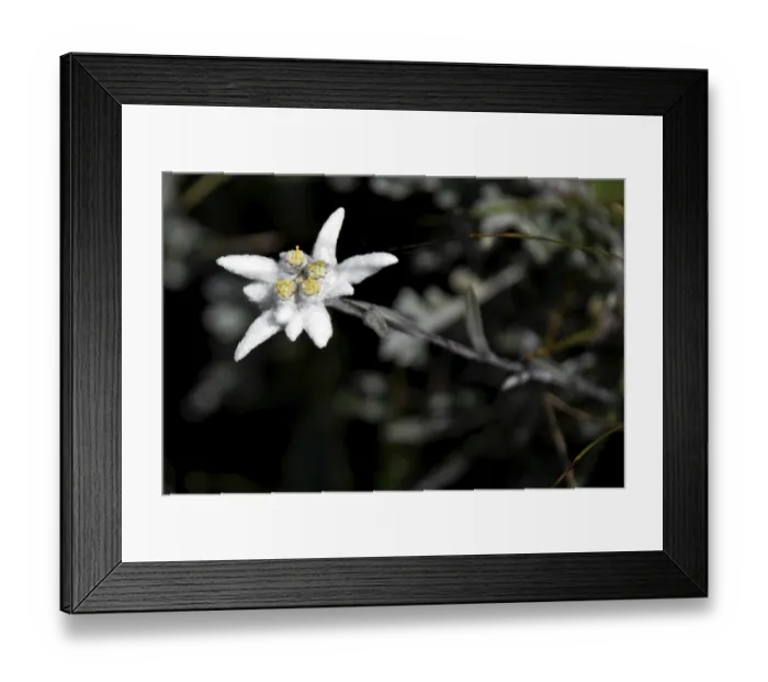 Framed Print : Wild Alpine edelweiss (Leontopodium nivale)
