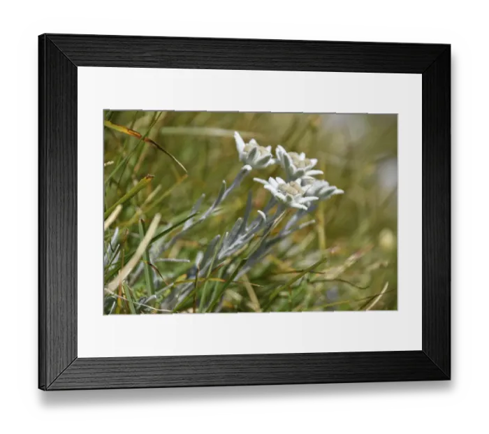 Framed Print : Wild Alpine edelweiss (Leontopodium nivale)
