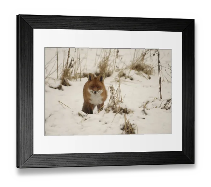 Framed Print : Fox (Vulpes vulpes) safe in the snow